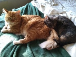 two cats purring