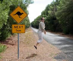 kangaroo-stop