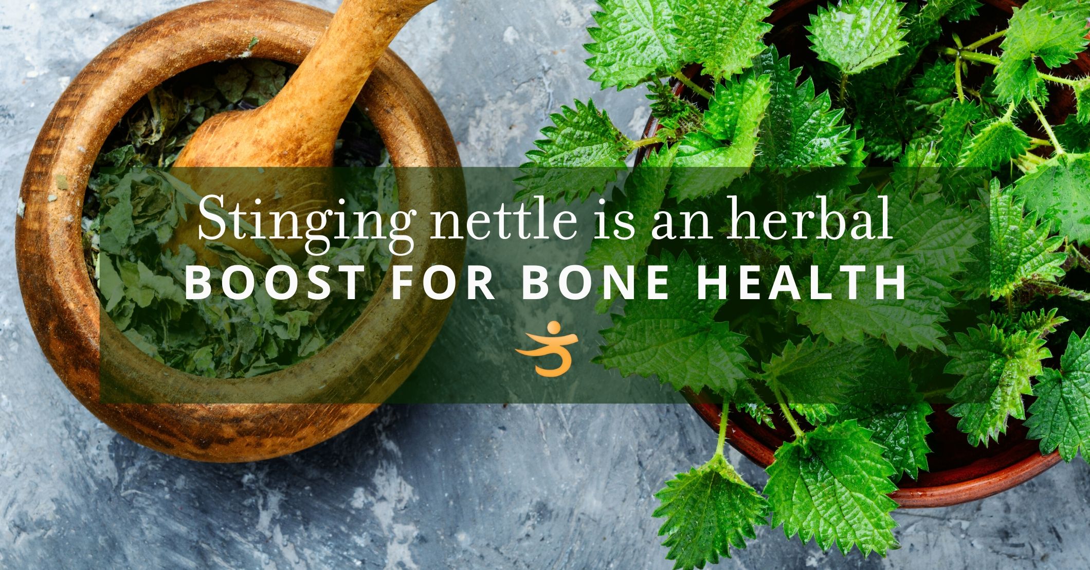 Stinging Nettle Offers an Herbal Boost for Bone Health Better Bones