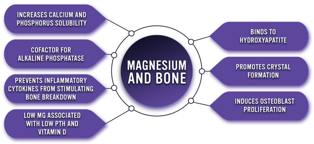 function of magnesium for bone